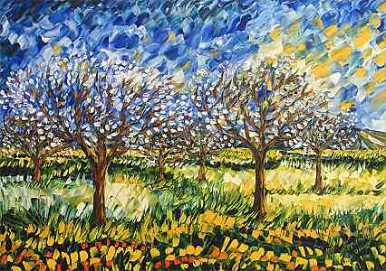 Ciliegio in fiore